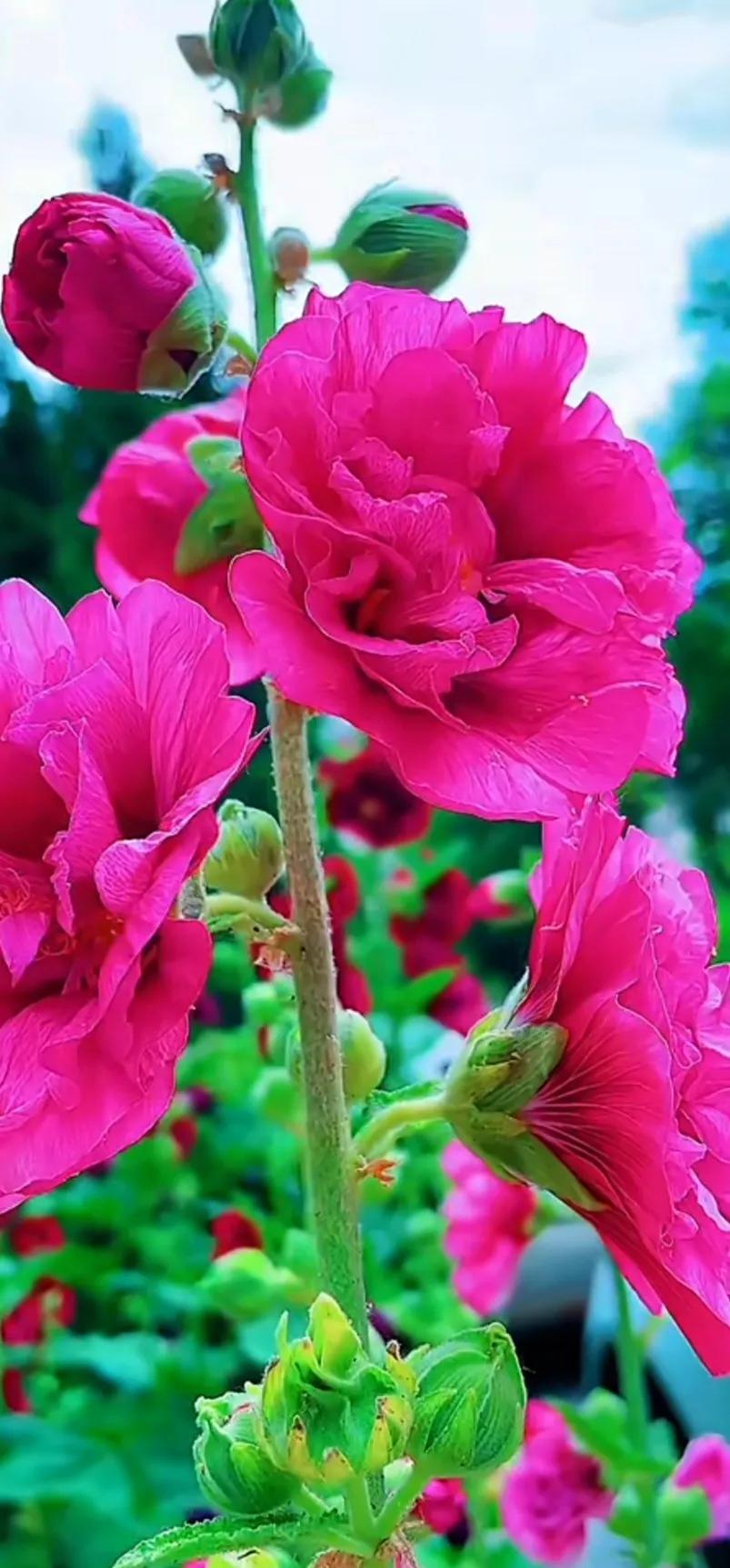 蜀葵花唯美大图片,世上最美的蜀葵花图片图文