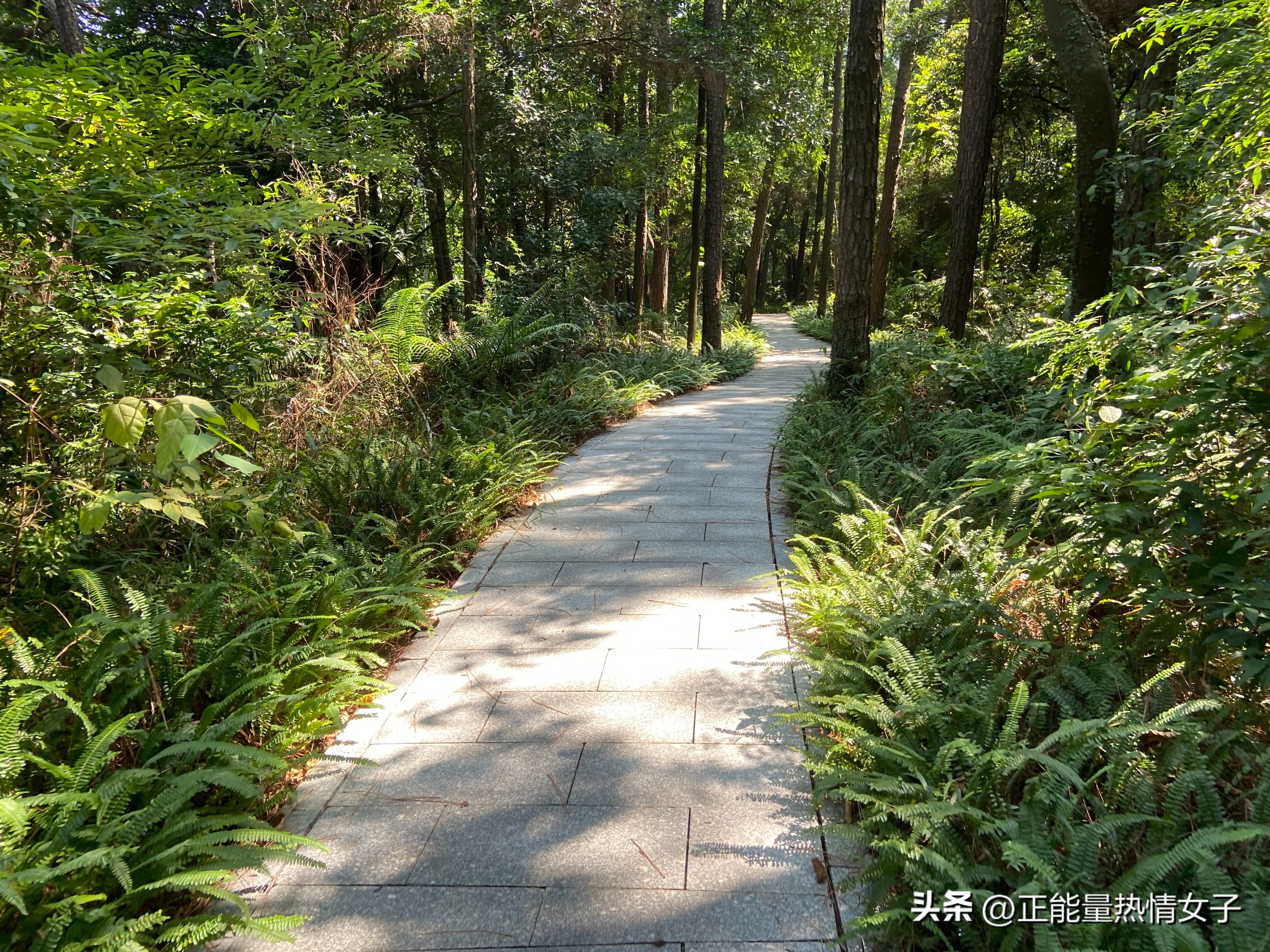 黄飞鸿故乡西樵,祖庙游玩攻略黄飞鸿
