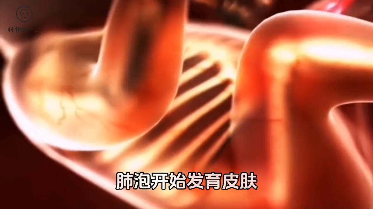 小蝌蚪蜕变成青蛙的视频,从一只小蝌蚪开始一路蜕变