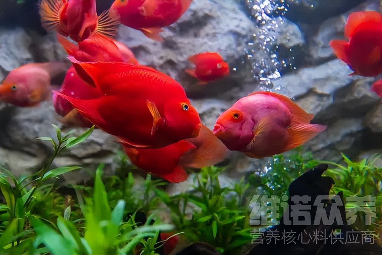 观赏鱼养殖技术及方法大全图解,十大观赏鱼养殖技巧