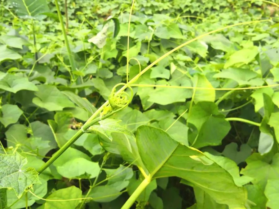 南瓜藤尖吃的好处,南瓜藤尖吃了有啥好处