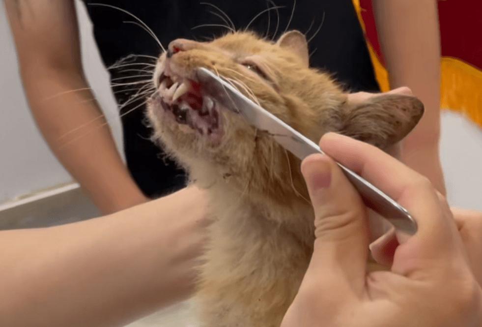 猫咪口臭什么原因怎么解决,猫咪口臭怎么办3大原因分析