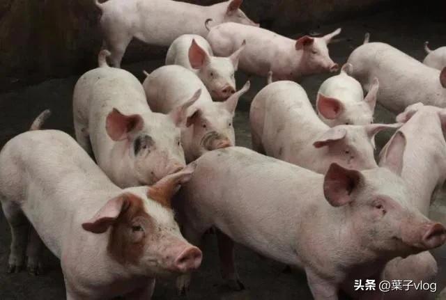 千万不要做养殖,这个行业不是什么人都能做好的,搞不好亏大钱。