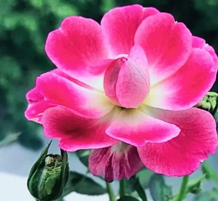 头条新手创作注意事项,头条创作注意哪些事项