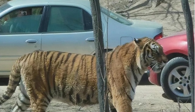 八达岭老虎咬人女子受伤情况,八达岭老虎伤人事件女毁容