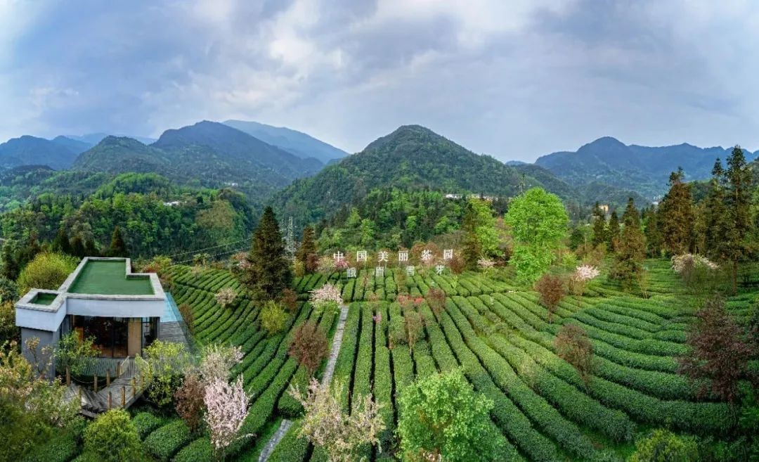 国际茶日致敬品茶爱好者们,国际茶日邀您共品一杯茶