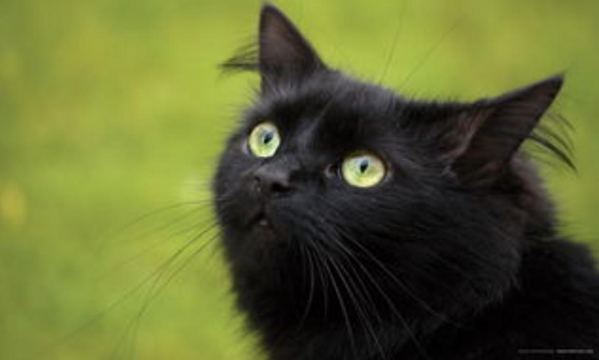 为何古代对玄猫看法不一样，有关黑猫的传说是真的吗？