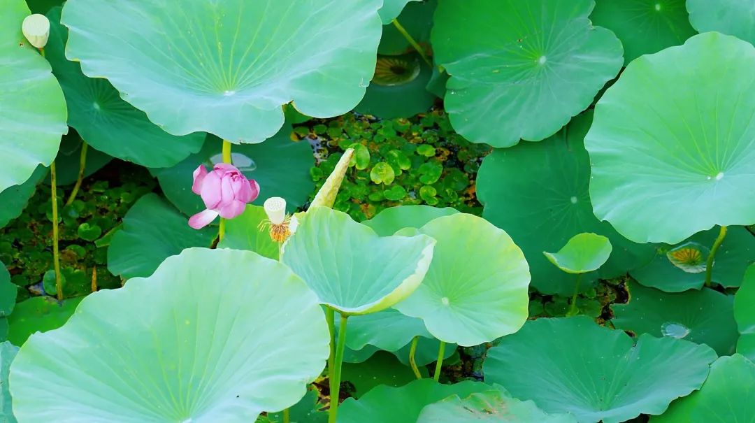 微山湖十万亩荷花竞相绽放,微山湖荷花美
