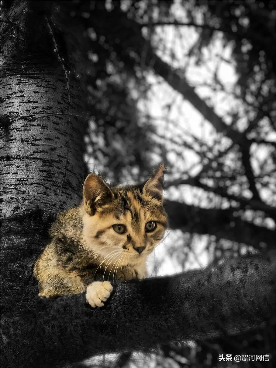 漯河市近几年的书画展,漯河市书画展开幕式