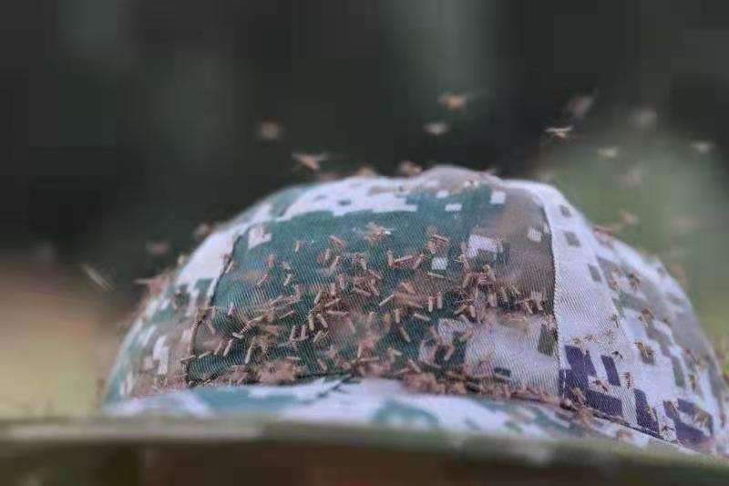 最危险边防区7条军犬,中国最惨烈的军犬