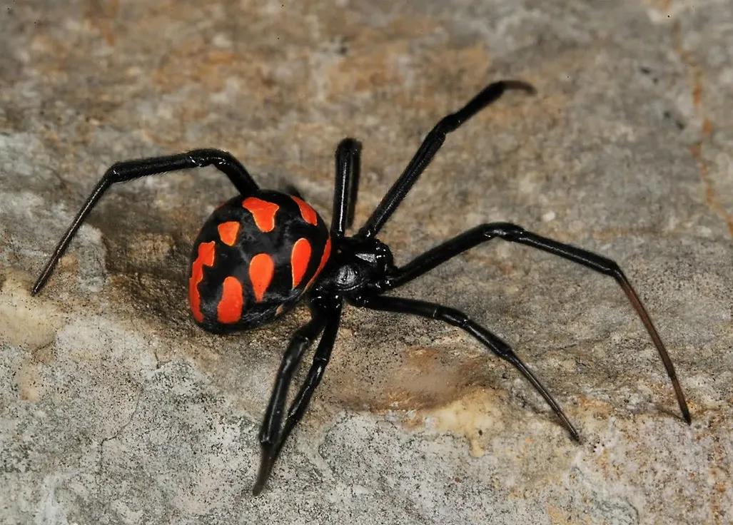 厦门海关截获1只活体黑寡妇视频,海关截获活体黑寡妇能抓到人吗