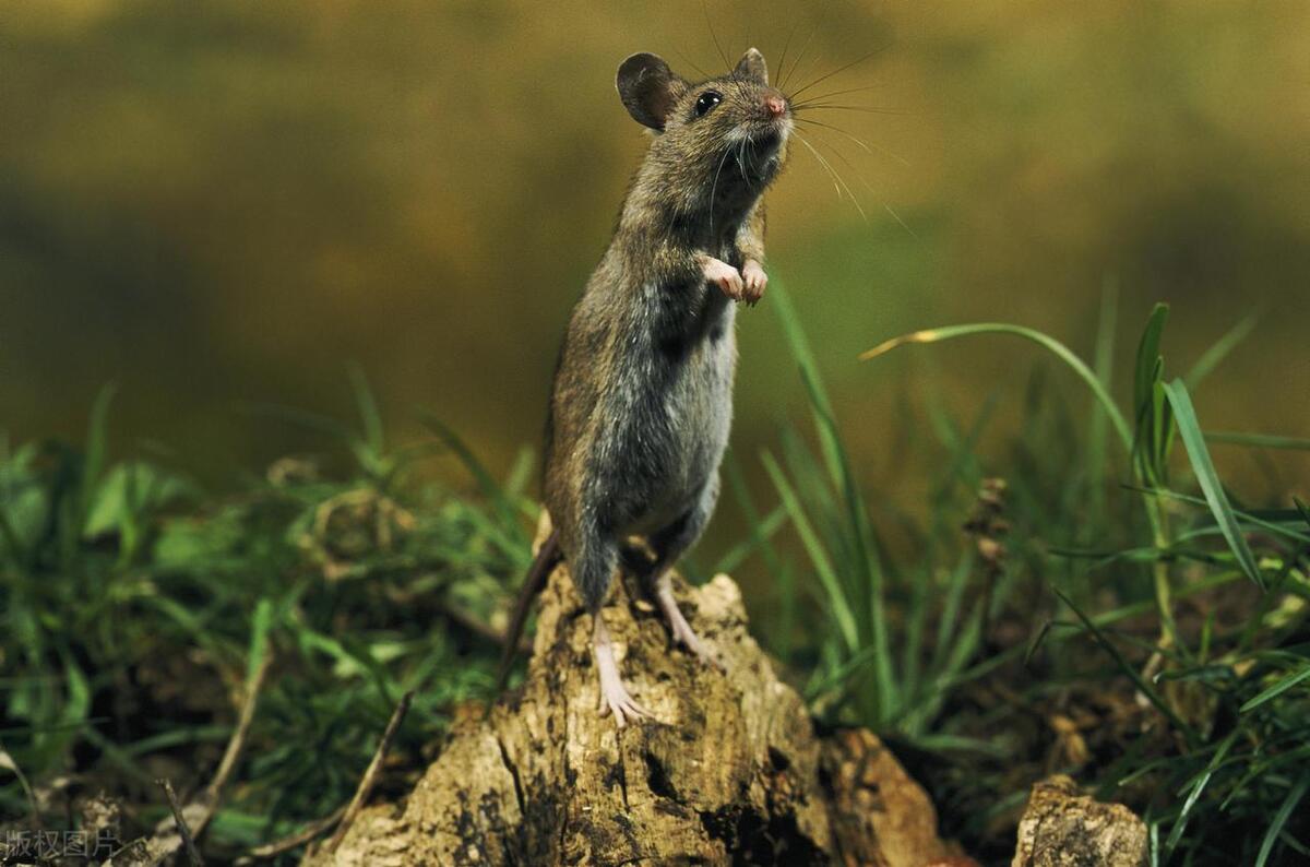 老鼠会咬人吗咬到会怎样,老鼠会咬人怎么办