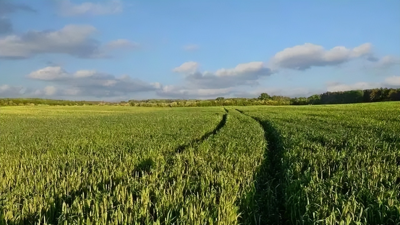 大麦生长的养分,大麦的生长期分为哪几个阶段