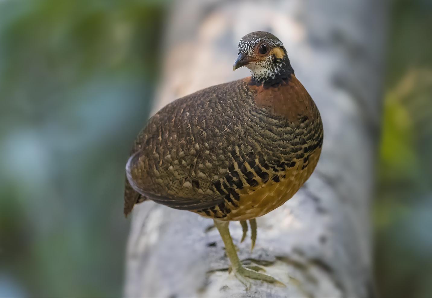 四川发现熊猫是真的吗,中华鹧鸪是濒危物种吗