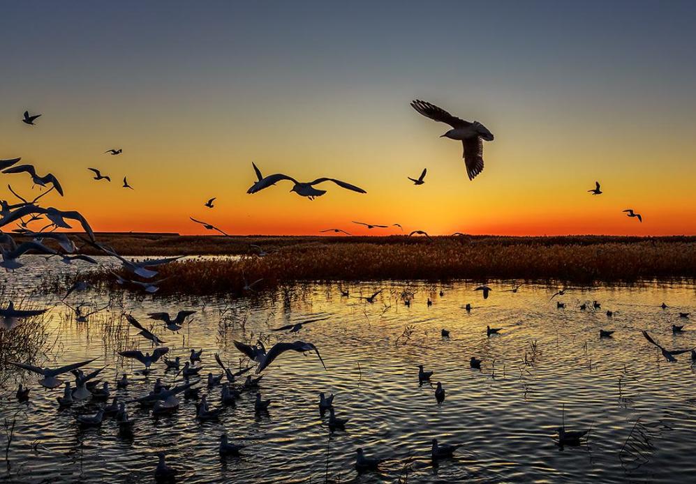 额济纳胡杨林沙漠王国,初夏的内蒙古额济纳大漠胡杨