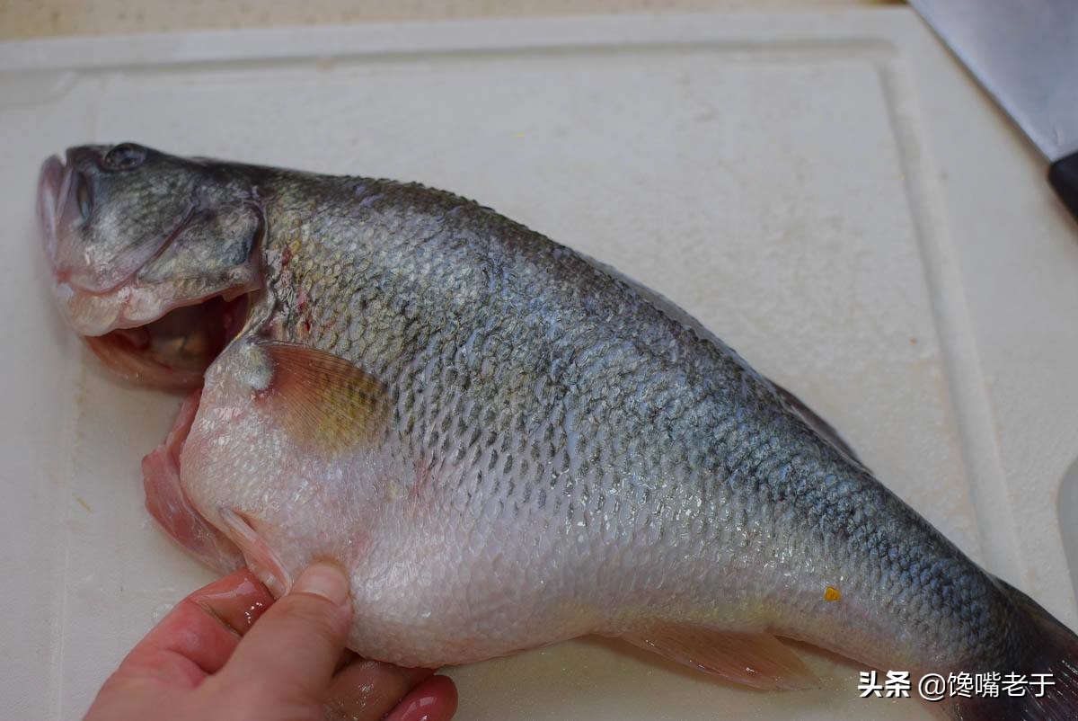 买鲈鱼肚子大的好还是小的好啊,买鲈鱼公的好还是母的好