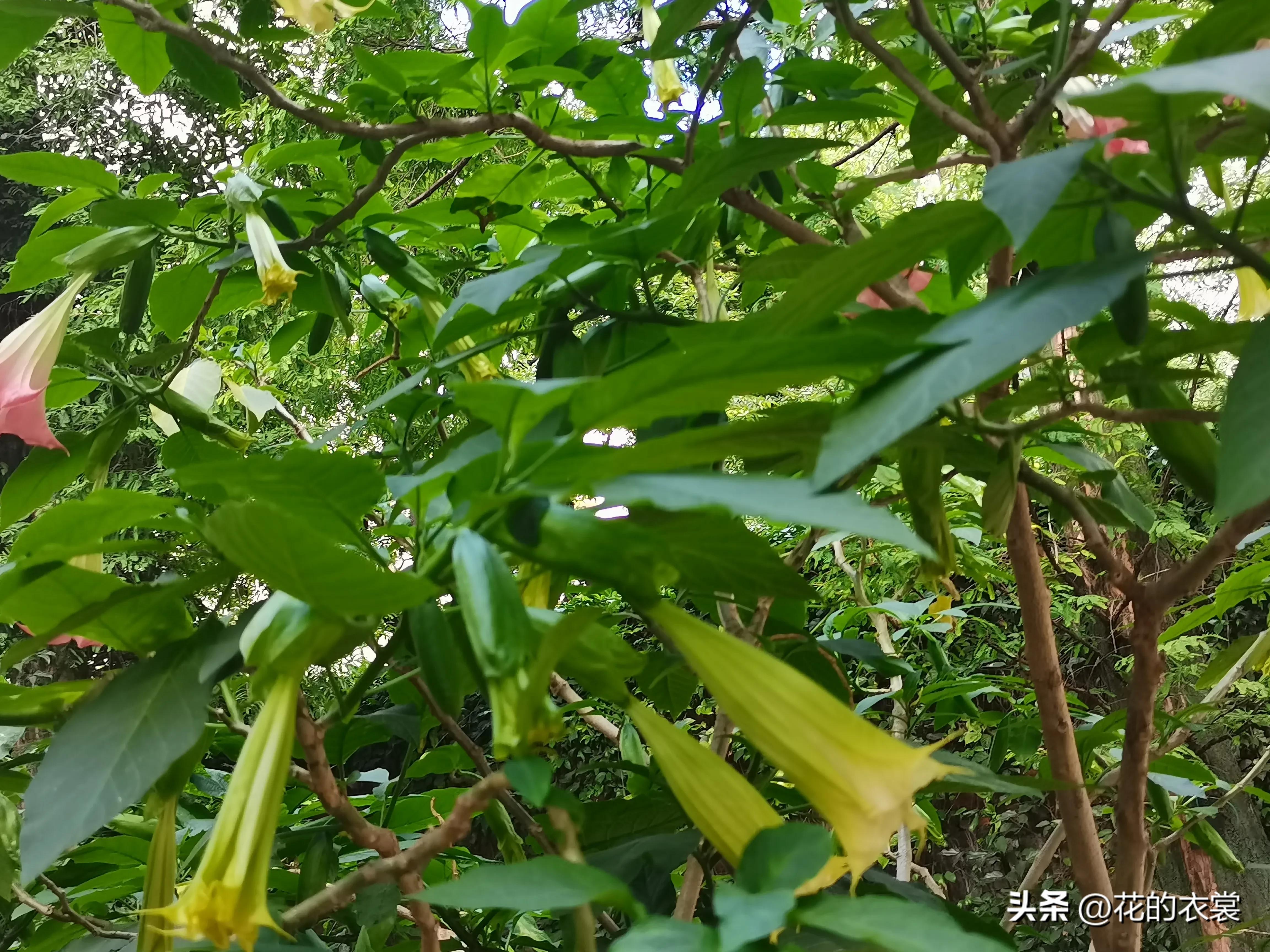 曼陀罗的果实是哪样的,曼陀罗的果子像什么样