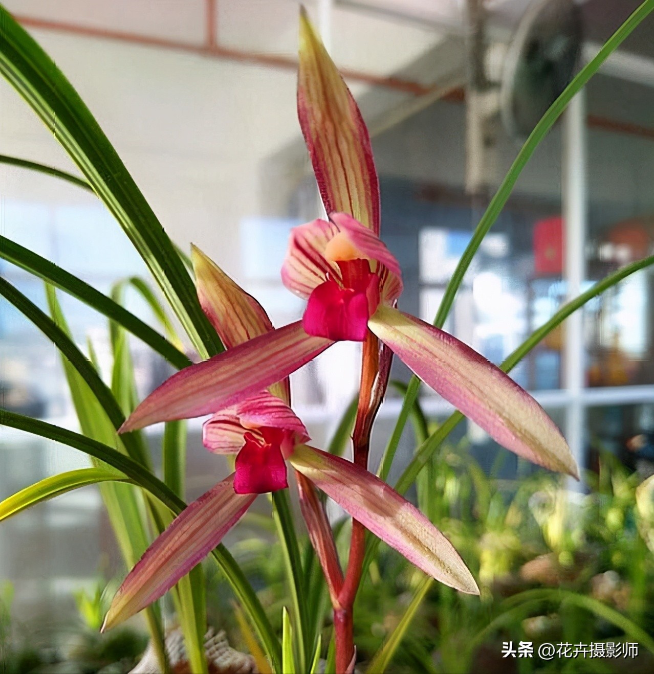 它是云南“草王”，也是高雅的象征，随便一开，就价值千金