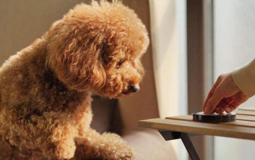 狗不吃饭怎么办还无精打采,狗不吃饭精神很好怎么办