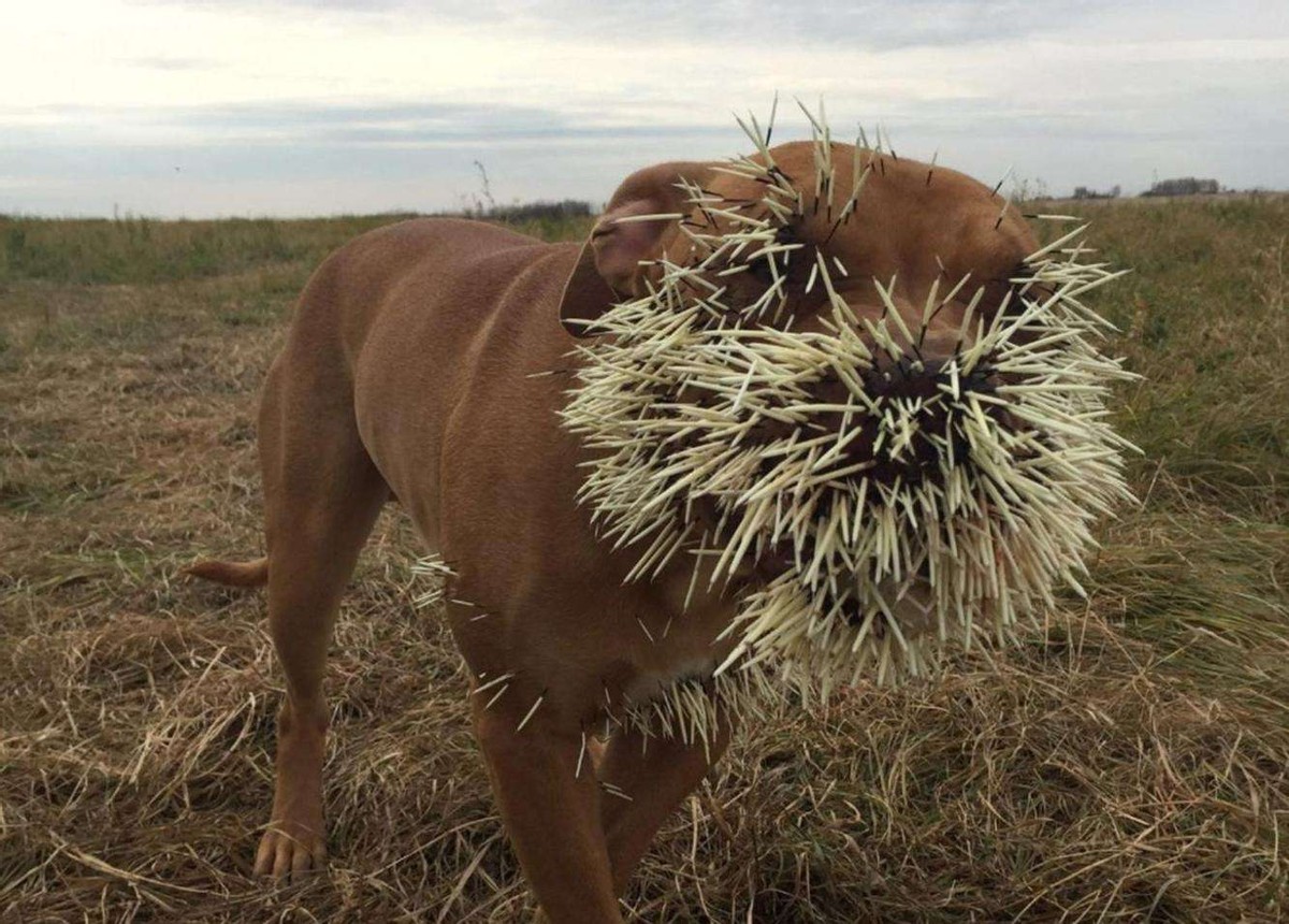 豪猪那么多刺怎么繁衍后代,豪猪身上的刺为什么不会刺伤自己