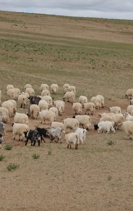 夫妻带5岁女儿和4岁儿子环游世界,夫妻带着孩子环游世界