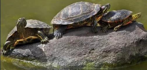 央视评汝州鳄雀鳝抓捕进展,汝州鳄雀鳝被抓视频