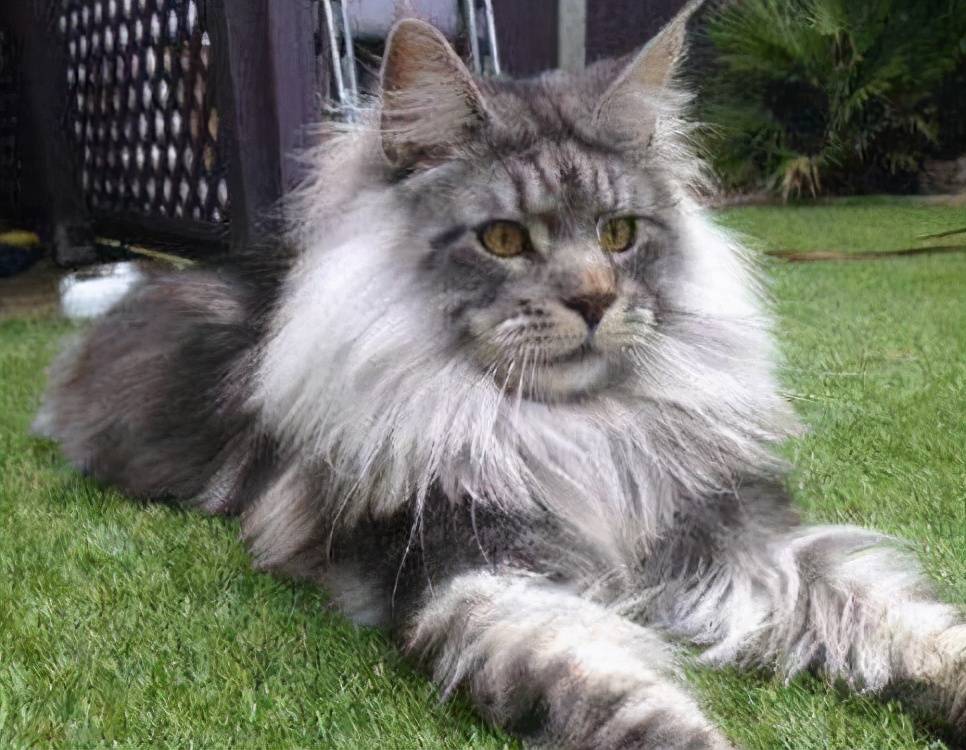 缅因猫养公的还是母的好,养一只缅因猫一个月要多少钱