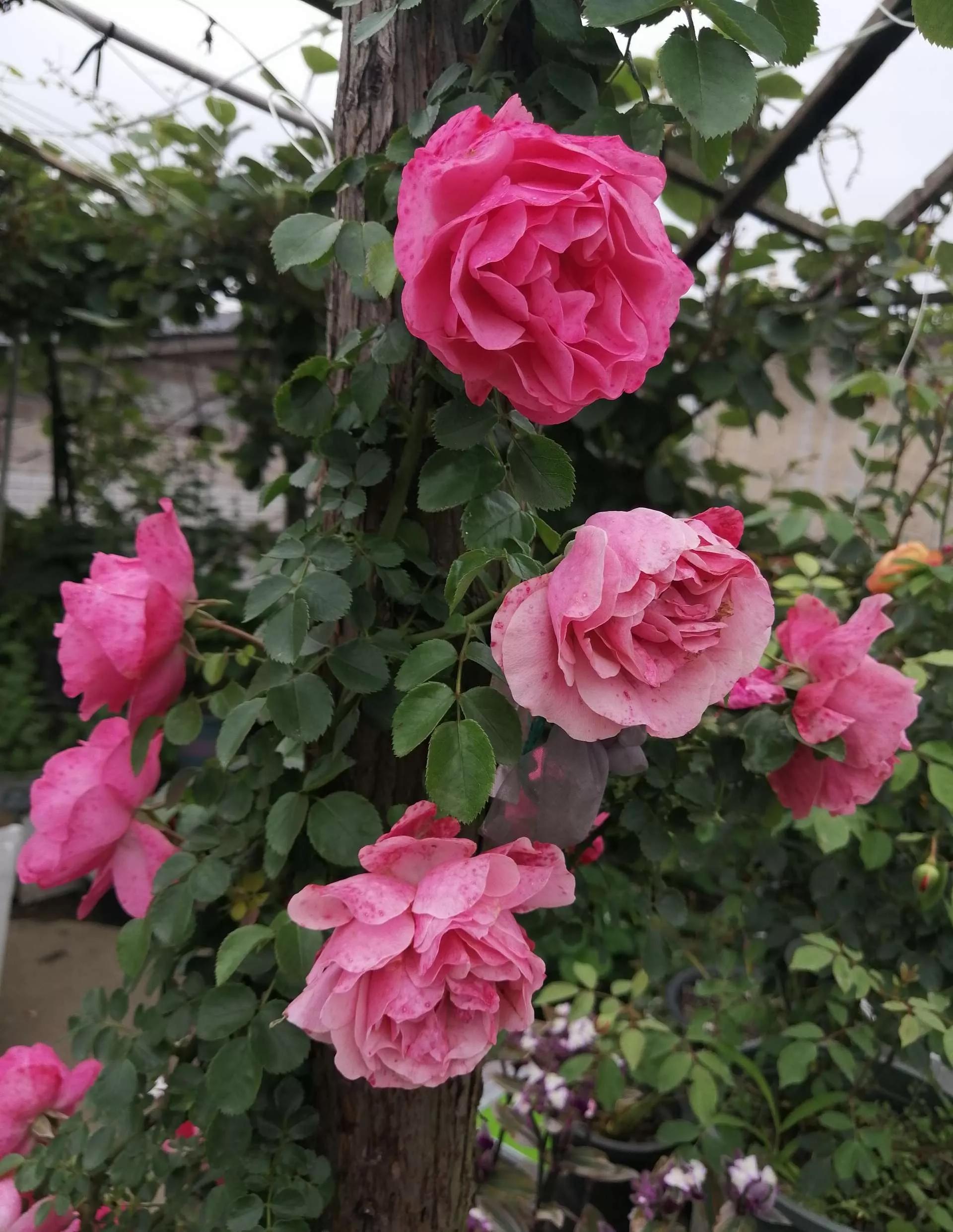 月季品种醉花,月季品种大全及图片欣赏