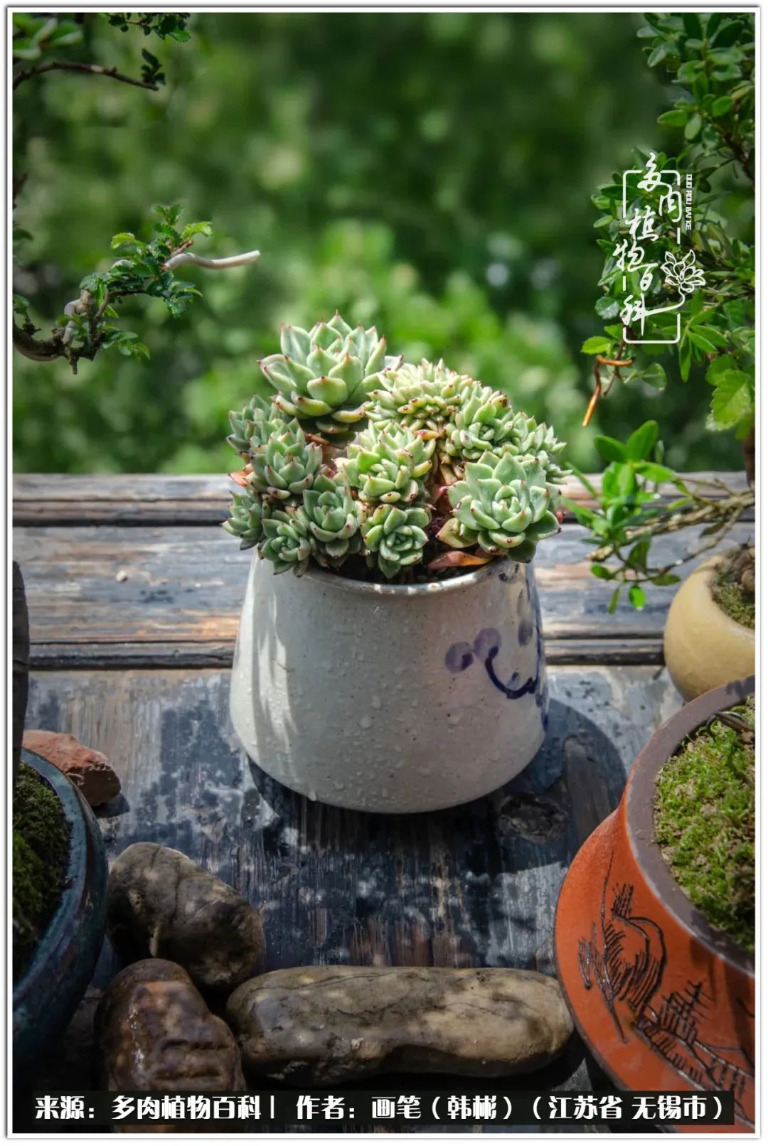 月满西楼别有一番滋味在心头,绿肥红瘦