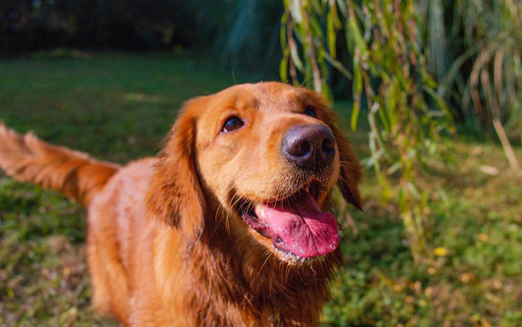 铲屎官你家的爱犬有证吗,作为铲屎官你合格了吗