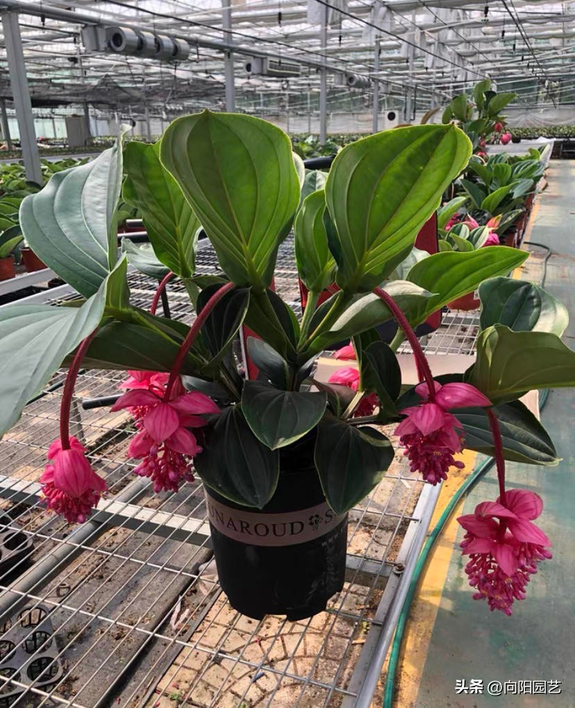 宝莲灯花有毒吗一盆多少钱,宝莲灯花一盆养两棵还是一棵好