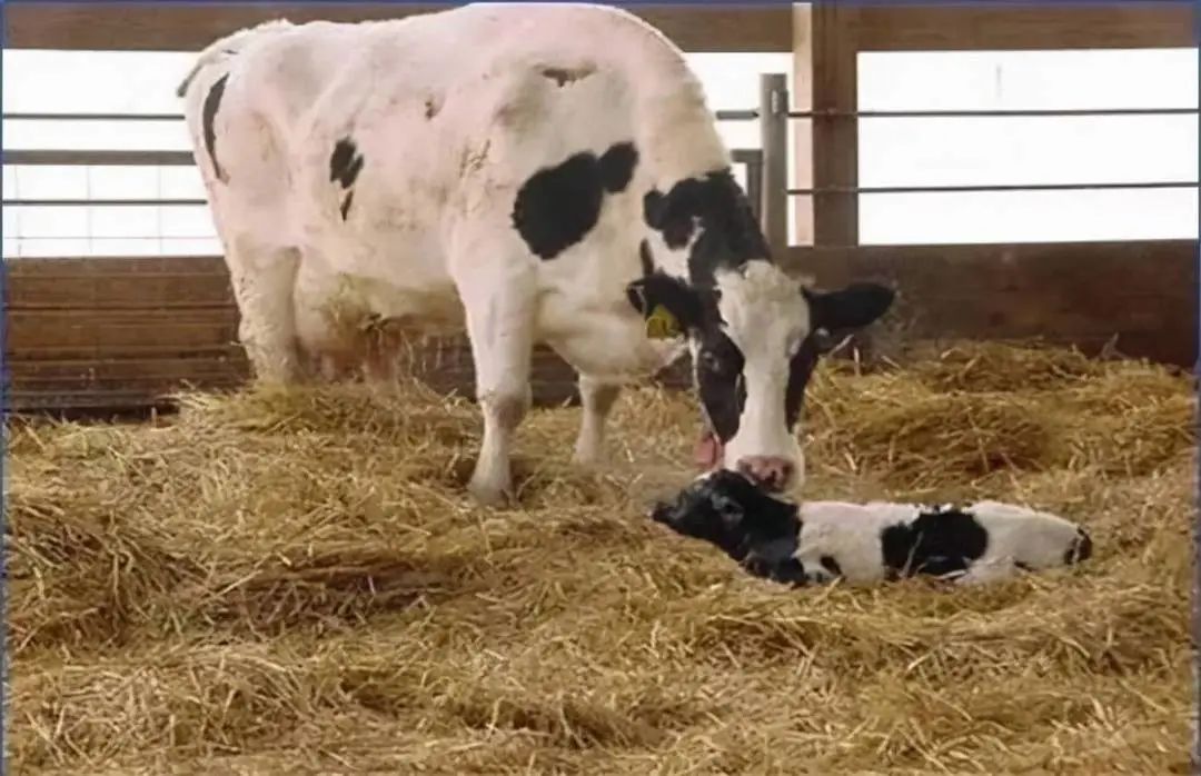 奶牛子宫脱出内置缝合,奶牛子宫脱落怎么办