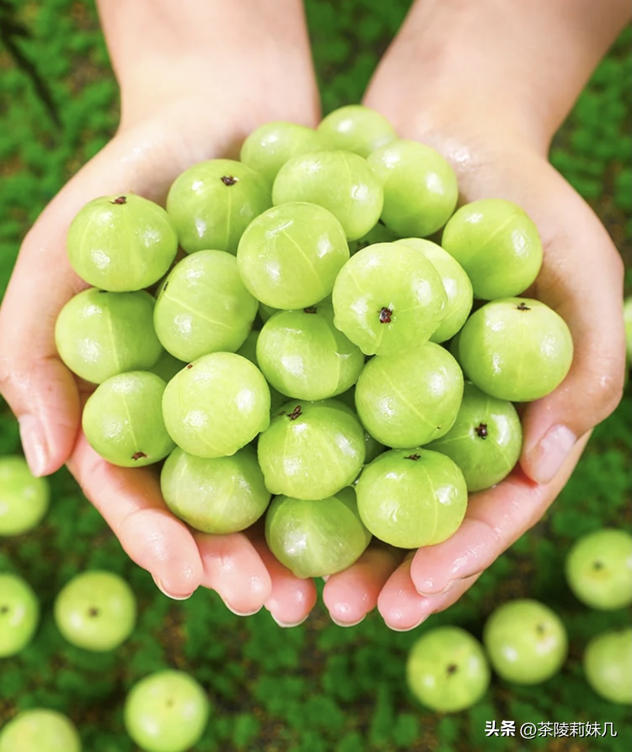大人冬季咳嗽快速止咳小妙招雪梨,熬夜咳嗽快速止咳小妙招雪梨