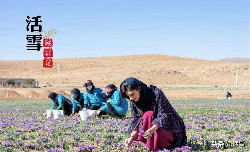 藏红花真假辨别视频,藏红花真假最科学的鉴别方法