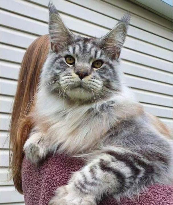 这几种猫真的不值得买越养越心累,这5种猫堪称白眼狼养了也白养