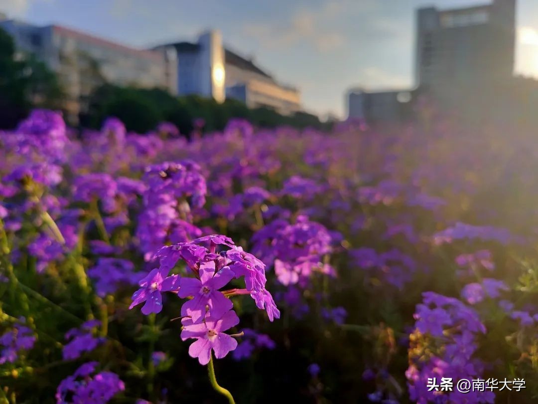 南华大学校花全集,校花南华大学