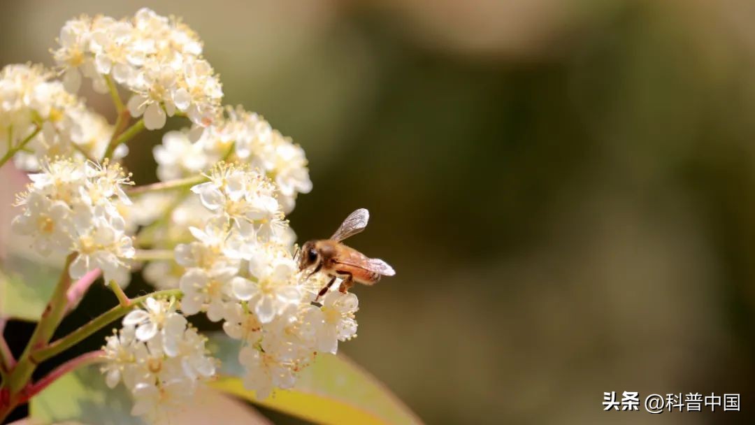 好臭的石楠花,为什么石楠花这么臭还满大街种