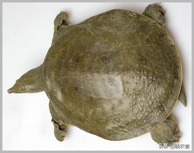 仿野生养殖甲鱼,甲鱼多少钱一斤养殖