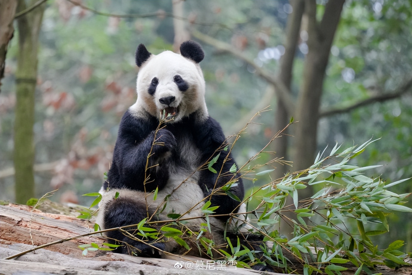 不高的高高和他不白的老婆白云——91年出生的童颜女神大熊猫白云