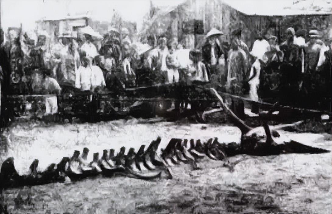 采访见过真龙的目击者,见过真龙的目击者