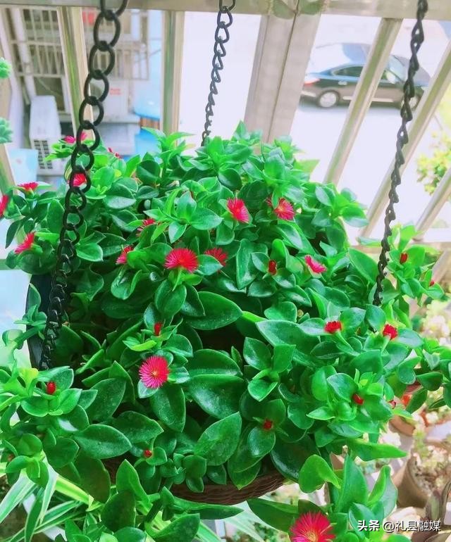 吊兰的品种与名称图片欣赏及介绍,吊兰有几种品种图片及名称介绍