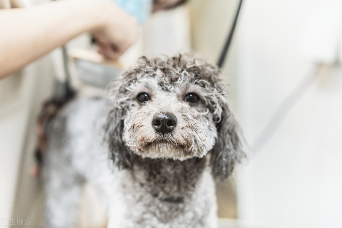 饲养泰迪讲究多,饲养泰迪好方法