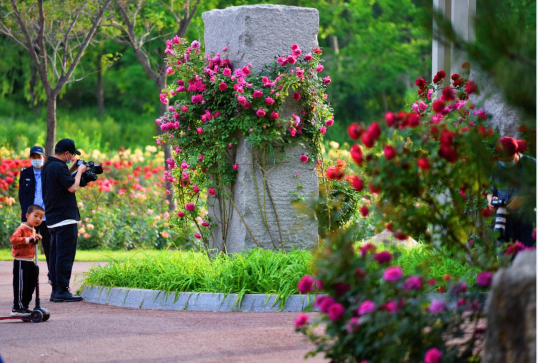 月季花开娇艳无比,月季花开得正烂漫