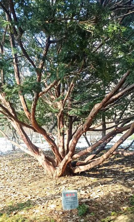 它是“绿色黄金”，更是“征服癌症的希望之树”