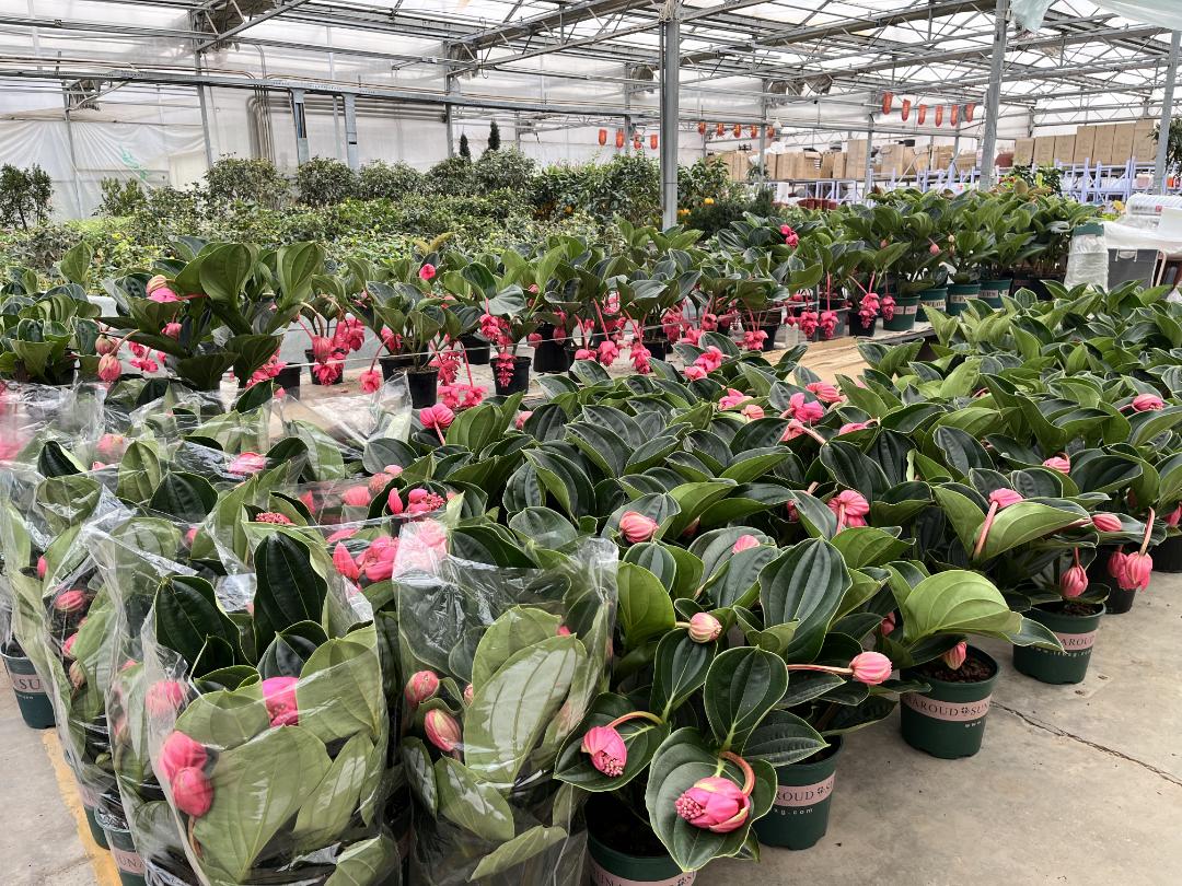 经营面积再增加1万平方米！北京唯一一家绿植花卉分拨中心又有新动作