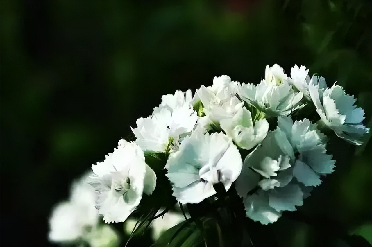 诗经夏天的诗句有哪些,古诗里面描写夏天的诗句有哪些