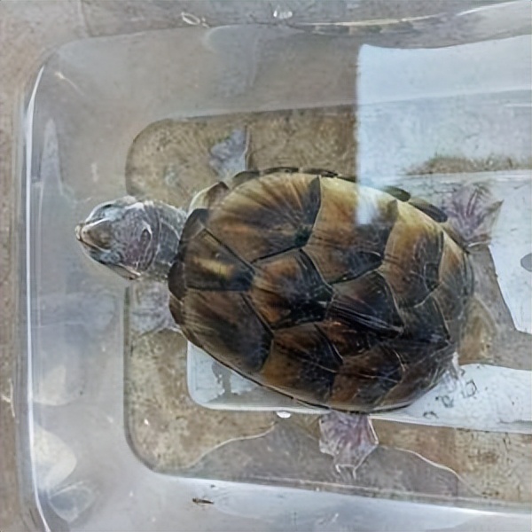 十大适合新手养的冷水龟,十大适合新手养的水龟