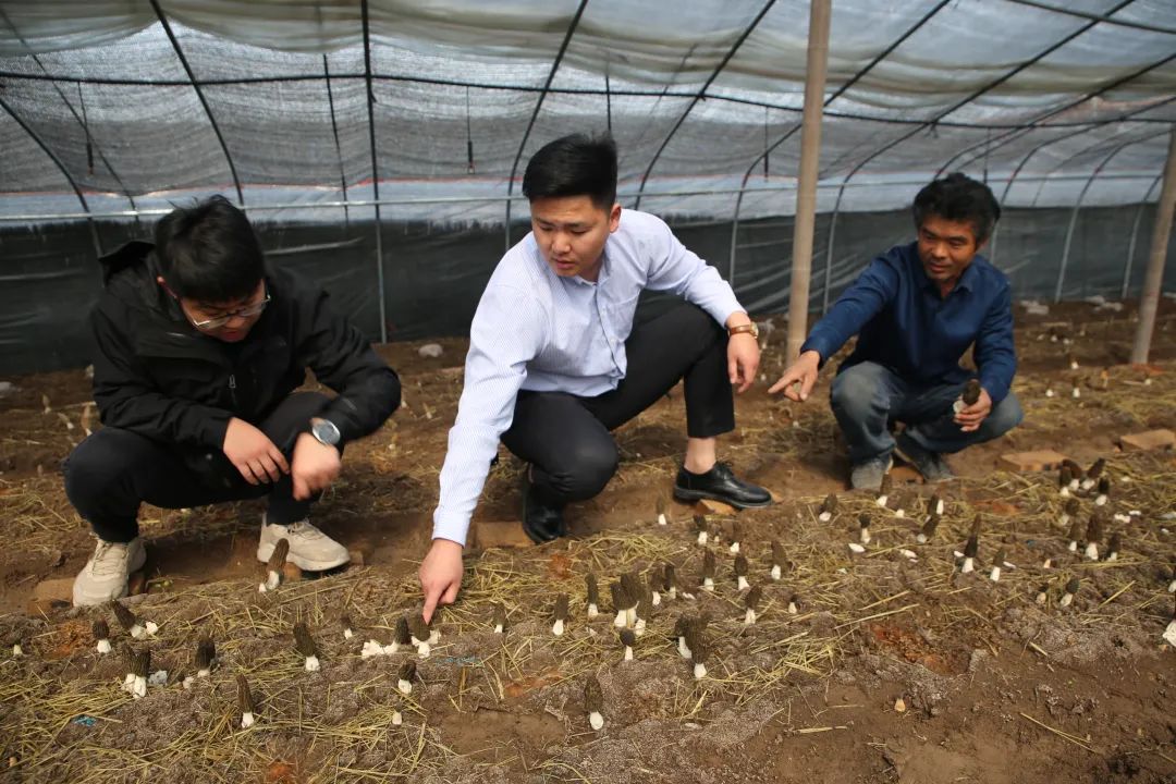 菌中贵族,投入一万赚了两万实际赚多少