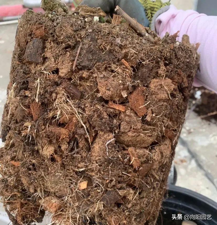 椰糠土便宜和贵的,椰糠加园林土