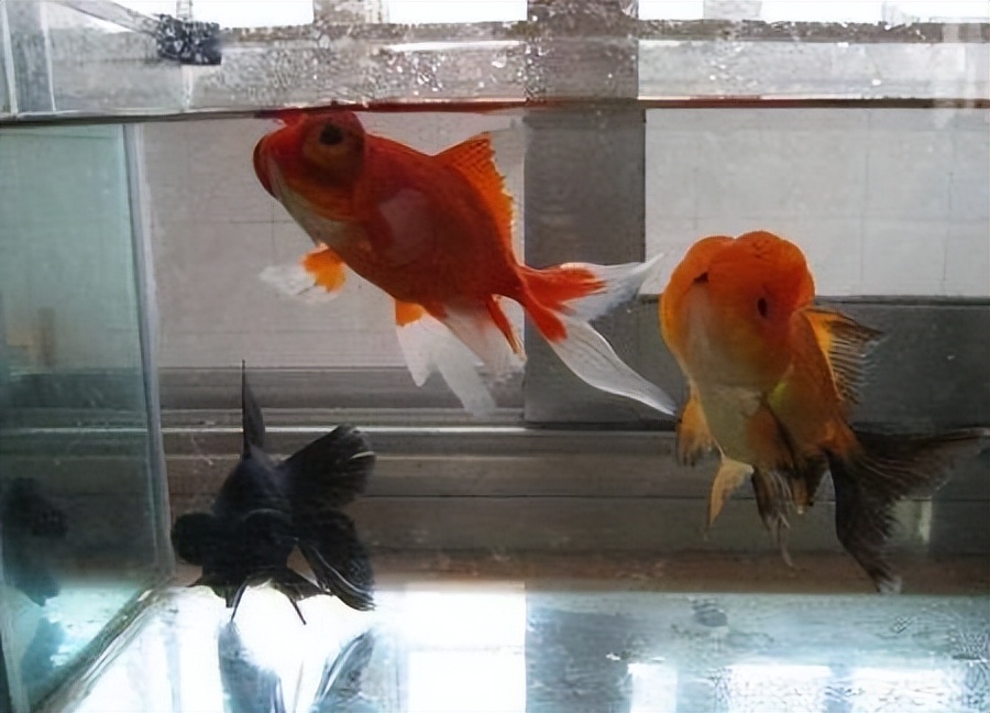 养金鱼总是养几天就死了？教你一养鱼技巧，养好几年都活泼乱跳的